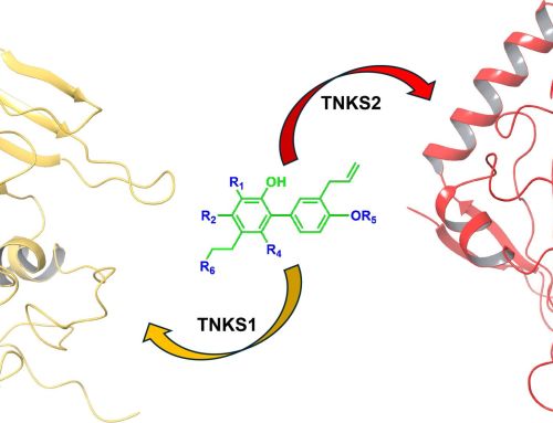 Identification of Honokiol-Based Scaffold to Design Tankyrase 1/2 Inhibitors by In Silico and In Vitro Studies